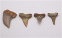 Sharks Teeth 4pc lot Various Sizes