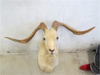 Taxidermy ram