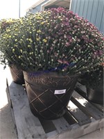 LARGE TRI-COLORED MUM IN FANCY POT