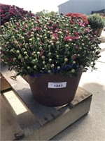 PURPLE MUM IN FANCY POT