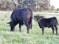 #38 Black Cow w/ her 4th Calf. Heifer calf