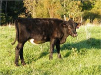 #58 Black Crossbred Heifer Calf born Dec. 2020