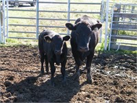 #31W Black Cow/ Calf Pair with Big Steer Calf