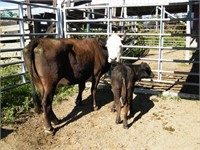 #86Y BWF COW / Calf Pair