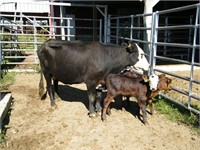 #17W BWF Cow w/ Twin Steer Calves