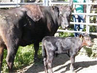 #19W Black Cow/ Calf Pair w/ Black Steer Calf