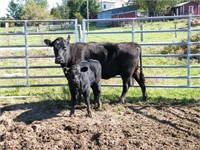 #5W Black Cow/ Calf Pair w/ Black Steer Calf