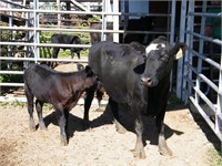 #53O BWF Cow/ Calf Pair w/ Black Heifer Calf