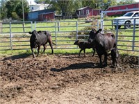 #41W & #42W Black Cow/ Calf Pairs (Selling 2 Times