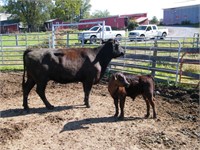 #94Y BLACK Cow / Calf Pair w/ Black Steer Calf