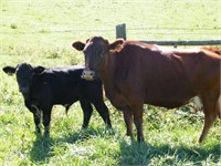 #72O Red Cow/ Calf Pair w/ Nice Black Steer Calf