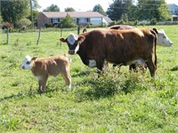 #27W Hereford Cross Cow/ Calf Pair w/ Stout Steer