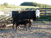 #31O BWF Cow/ Calf Pair w/ Black Heifer Calf