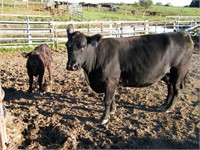 #43W Black Cow/ Calf Pair w/ Black Steer Calf