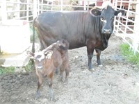 #25W Black Cow/ Calf Pair w/ BWF Heifer Calf