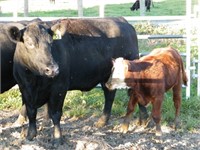 #53Y Black Cow/Calf Pair w/ Red Baldie Heifer Calf