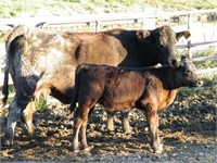 #4W Black Cow/ Calf Pair w/ Big Black Heifer Calf