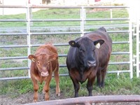 #124Y 2nd Calf Black Cow w/  Big Red Steer Calf