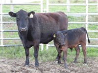 #73Y Black Cow/ Calf Pair w/ Black Steer Calf