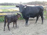 #26W BLACK COW/CALF PAIR w/ Big Black Heifer Calf