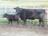 #39 Y BLACK 3rd CALF COW w/ Big Black Steer Calf