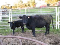#3W BLACK 2nd Calf COW w/ Black Heifer Calf