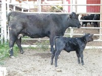 #28W BLACK 2nd CALF COW w/ Black Heifer Calf
