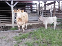 #85Y COW/CALF PAIR - Big Cream Colored Cow w/ Big