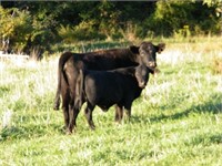 #2 1st Calf Angus Heifer w/ June Black Heifer Calf