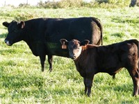 #11 Black Cow w/ her 2nd Black Steer Calf