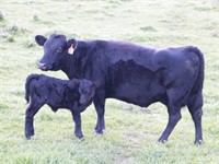 #32 Black Cow w/ her 3rd Calf born 9/22/2021