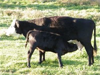 #34 BWF Cow w/ her 4th Calf . Big Black heifer