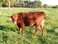 #56 Yearling Red Angus Steer approx. 700 lbs.