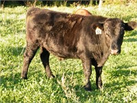#52 Black Angus Yearling Steer 675-700#