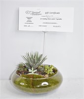Succulent Planter & $25 Gift Certificate