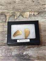 Authentic Fossils Mosasaurs Dino Dinosaurs Teeth