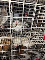 Small Animal & Exhibition Stock Online Auction 10-15-21