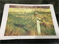LE "Short Eared Owl" Signed C D'Angelo Print