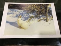 LE "Snowshoe Hare" Signed C Dangelo Print
