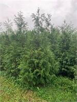 Lot of 10 Trees - Western Red Cedars - 8 footers