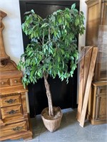 Artificial Ficus Tree - 6 ft