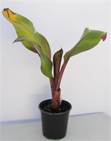 Banana Plant (Musa)  - Approx. 20"h