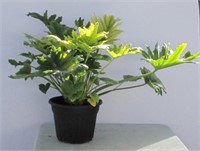 Tropical Selloum Philodendron 27"h
