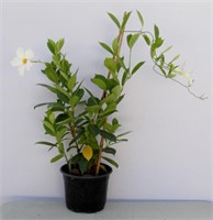 White Mandevilla Flowering Tropical Vine 26"h