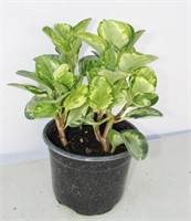 Peperomia (Baby Rubber Plant) Varigated 14"h