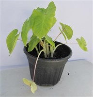 Tropical Colocasia Maui Gold 2 Gal (Elephant Ears)