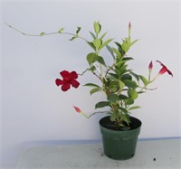 Red Mandevilla Flowering Tropical Vine 22"h