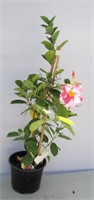 Tropical Pink Mandevilla Flowering Vine 30"h