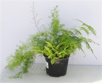 Assorted  Ferns Mixed Planter 17"h