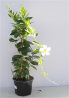 Tropical White Mandevilla Flowering Vine 30"h